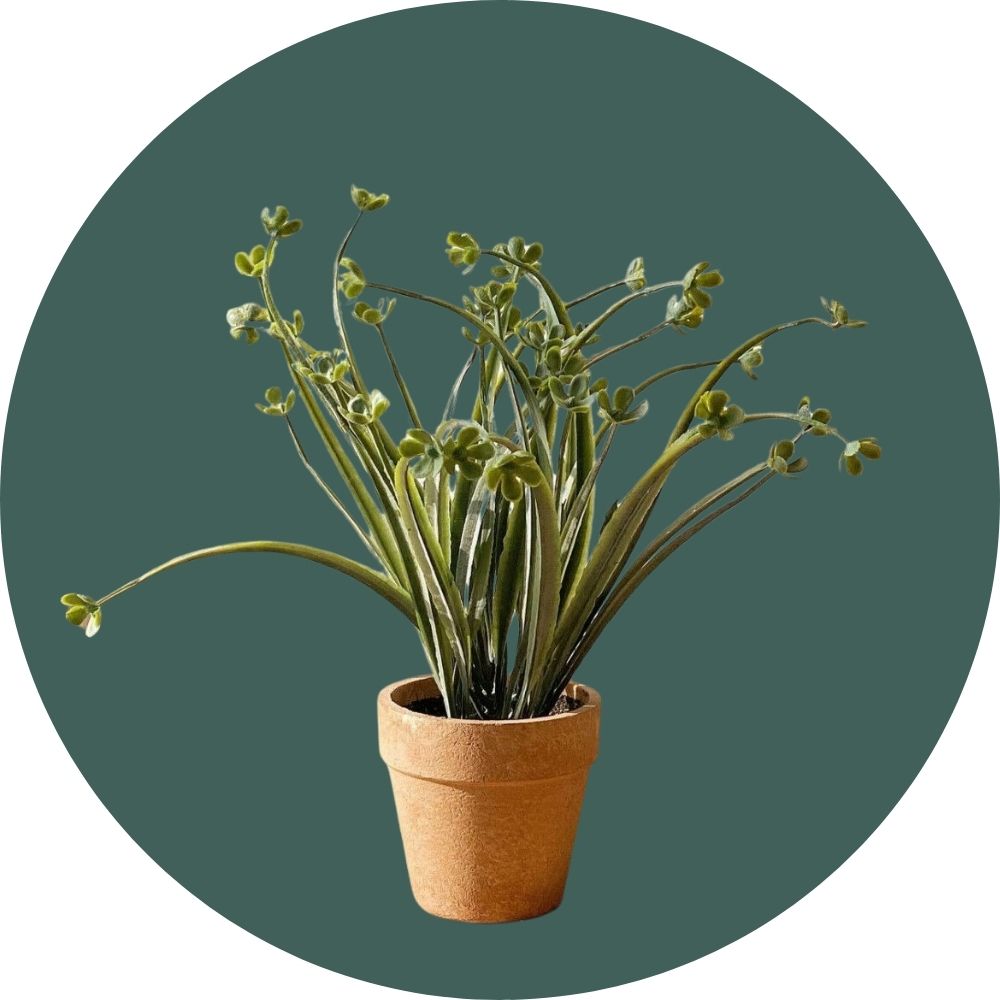 أشجار ومراكن زرع