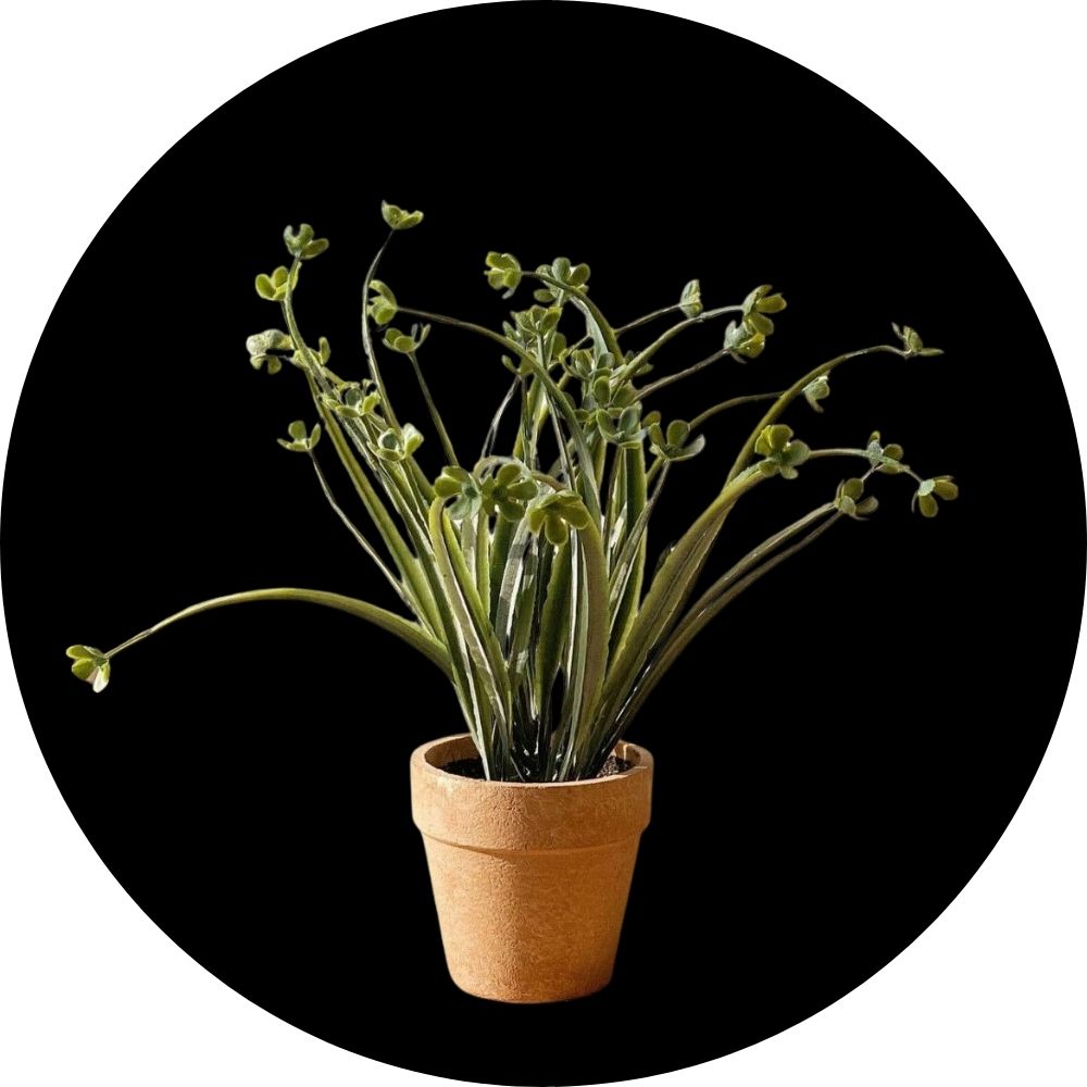 أشجار ومراكن زرع