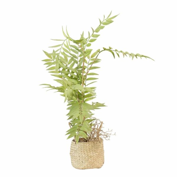 شجرة نخل صناعية 35 سم بمركن