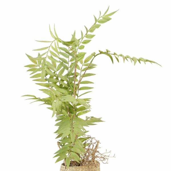 شجرة نخل صناعية 35 سم بمركن