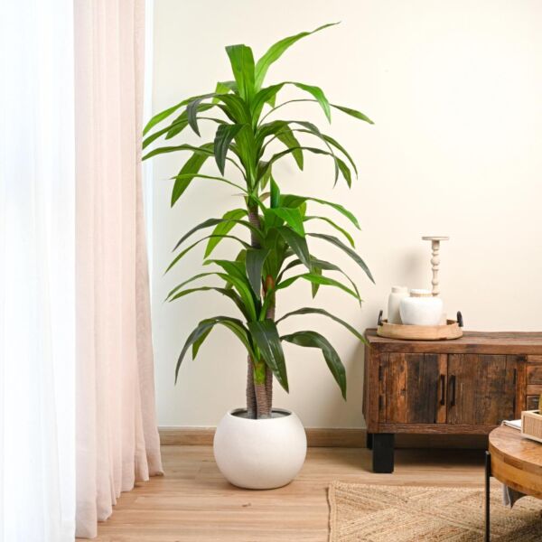 شجرة برازيلي صناعية - 180 سم