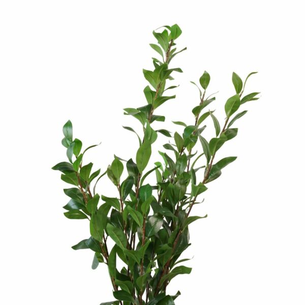 شجرة صناعية ورق اخضر - 120 سم