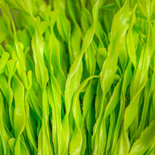 فروع صناعية ماريسي - 12 قطعة