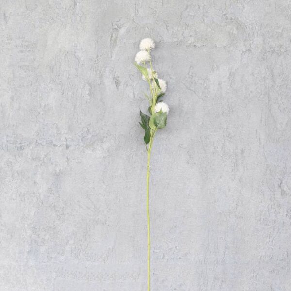 فرع نبتة العنق الزرقاء - ابيض