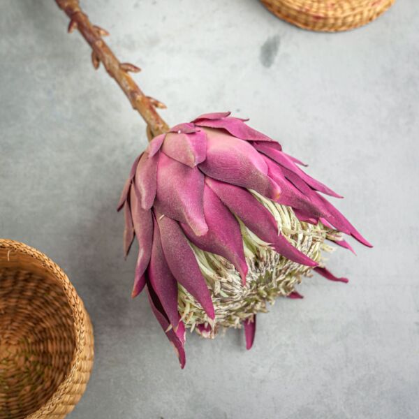 زهر صناعي مانيا - موف - 12 قطعة