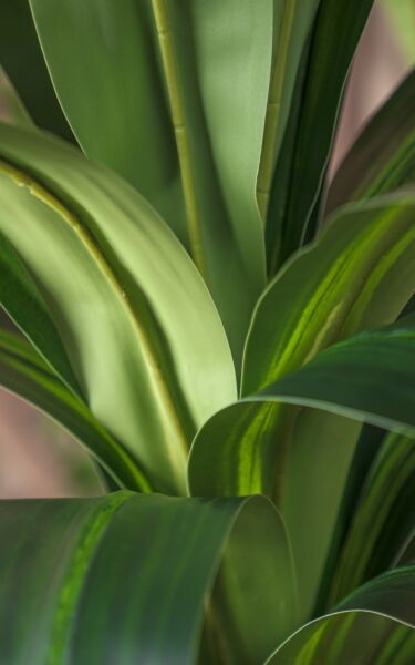 نبات صناعي فيكس - اخضر