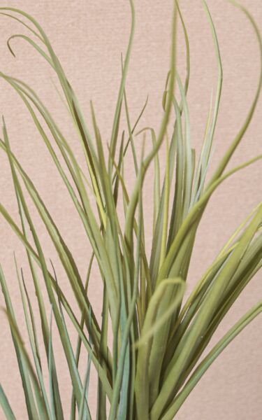 نبات صناعي موانا