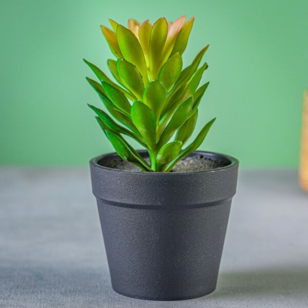 نبات صناعي مورا - أسود ومتعدد الألوان - 12 قطعة