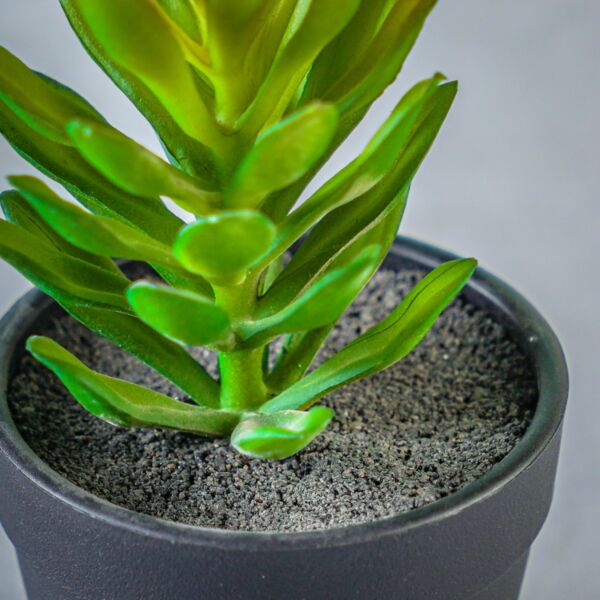 نبات صناعي مورا - أسود ومتعدد الألوان - 12 قطعة