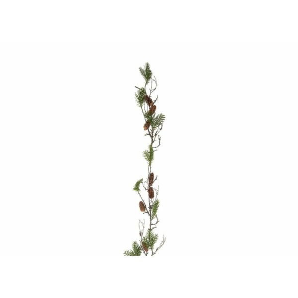 baytonia_main product photo