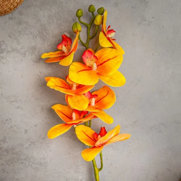 baytonia_gallery_image