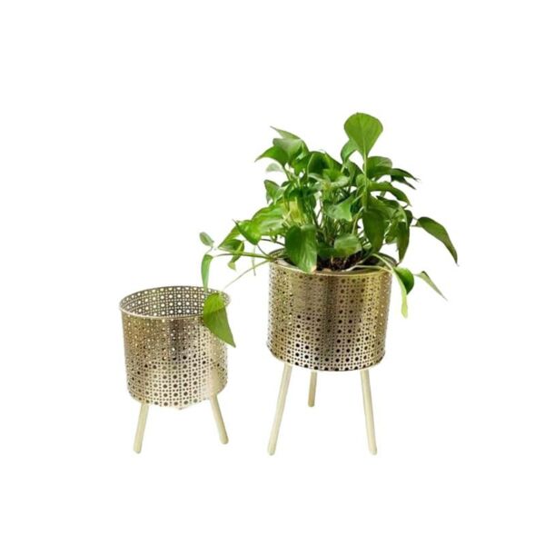 baytonia_main product photo