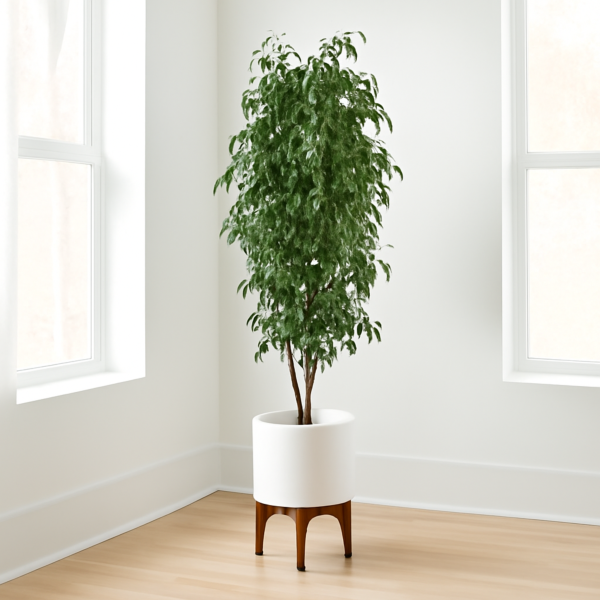 baytonia_main product photo