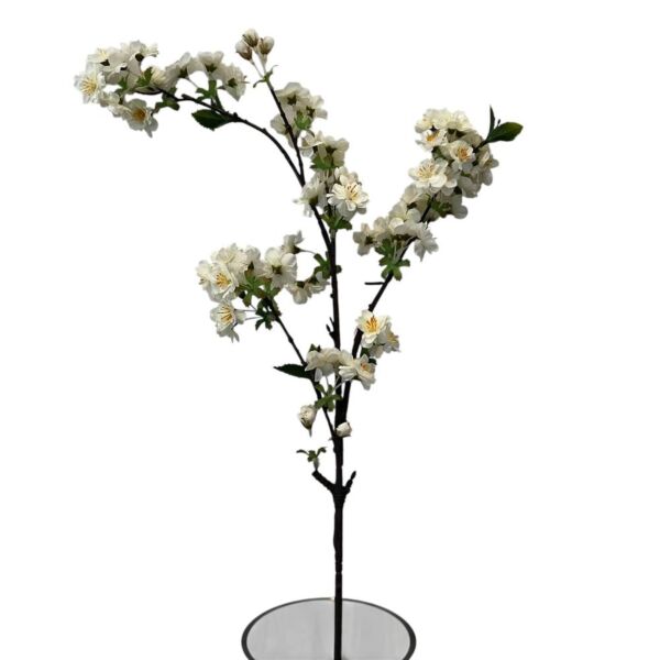 baytonia_main product photo