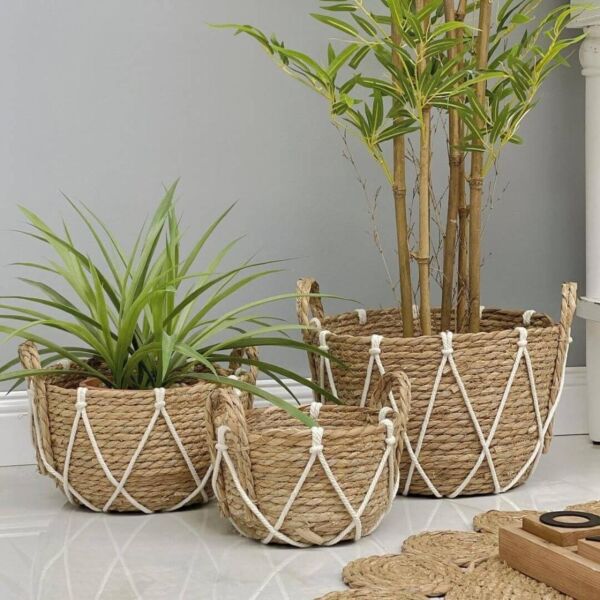 baytonia_main product photo