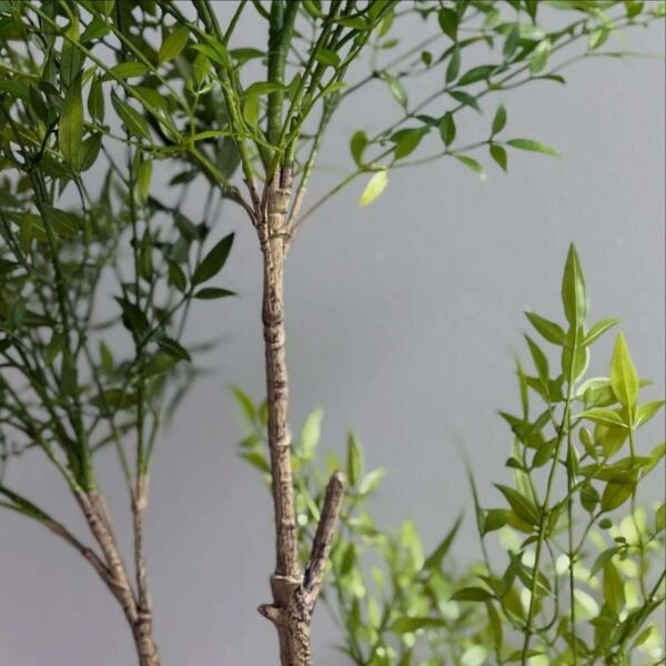 baytonia_gallery_image
