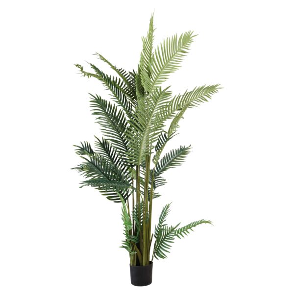 baytonia_main product photo