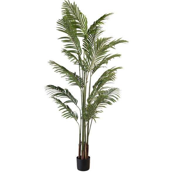 baytonia_main product photo