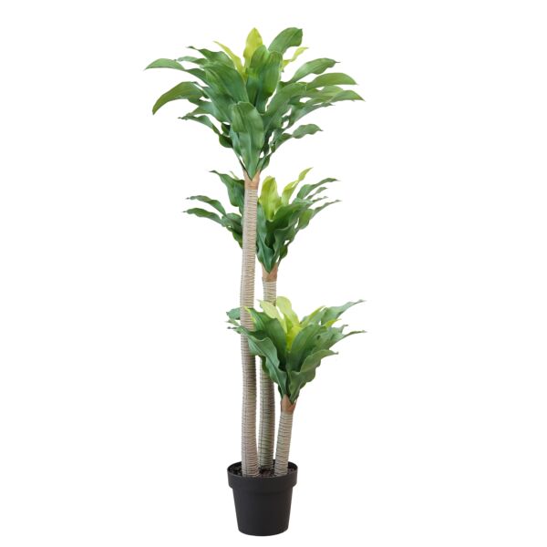 baytonia_main product photo