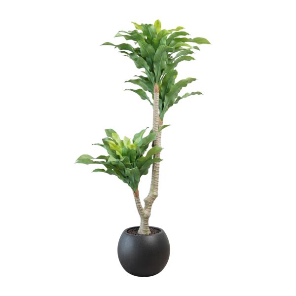 baytonia_main product photo