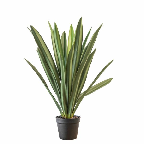baytonia_main product photo