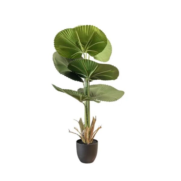 baytonia_gallery_image