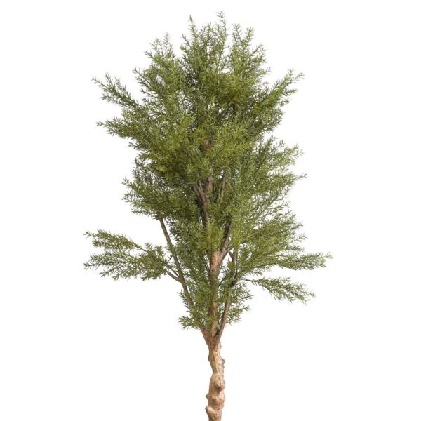 baytonia_gallery_image