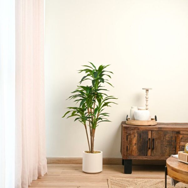 baytonia_main product photo
