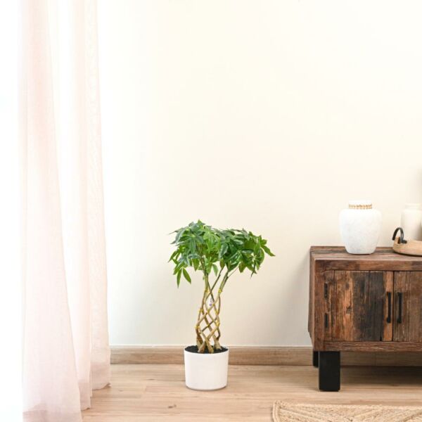 baytonia_main product photo