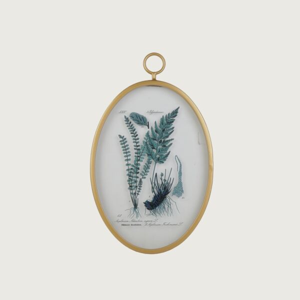 baytonia_main product photo