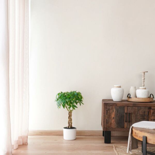 baytonia_main product photo