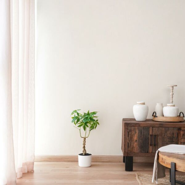 baytonia_main product photo