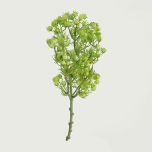 نبات صناعي حبوب فيقاس - اخضر