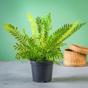 نبات صناعي تيما - أسود وأخضر