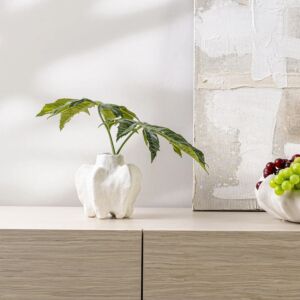 فازة كوتيرا - ابيض