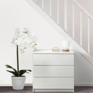  نباتات اوركيد بوعاء 