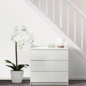  نباتات اوركيد بوعاء 