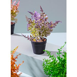 أشجار براسيكا - لون أرجواني