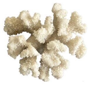 تحفة ديكور كورال على شكل مرجان صغير