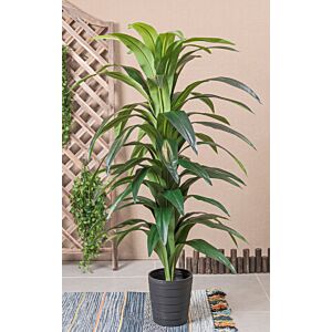 نبات صناعي فيكس - اخضر