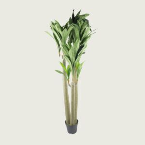 شجر تولي درسينا 